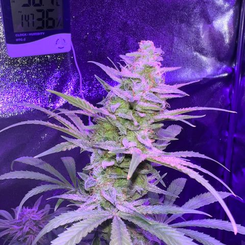 STRAWBERRY PIE growlog timeline photo
