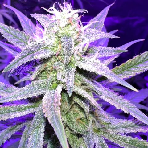 STRAWBERRY PIE growlog timeline photo