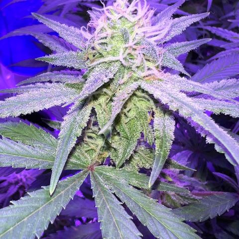 STRAWBERRY PIE growlog timeline photo