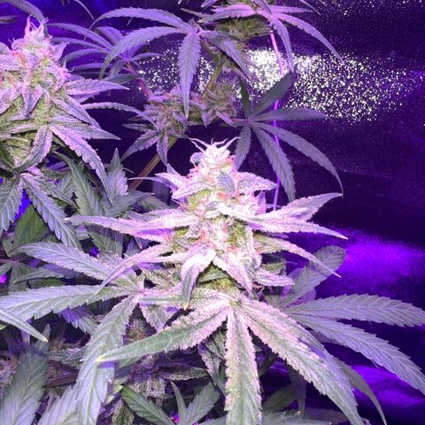 STRAWBERRY PIE growlog timeline photo