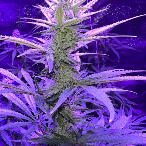 STRAWBERRY PIE growlog timeline photo