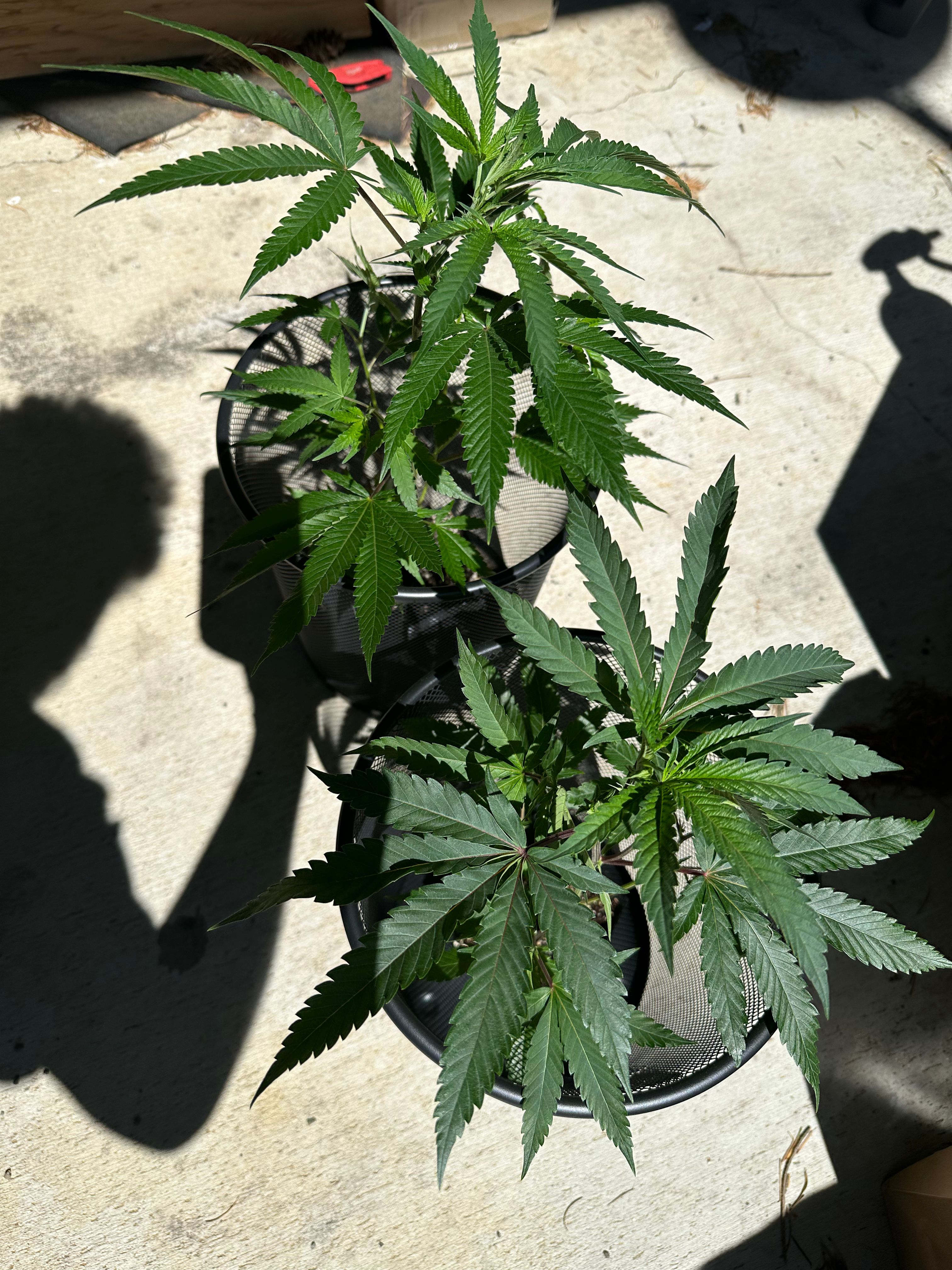 GG4 (KoKo) growlog header