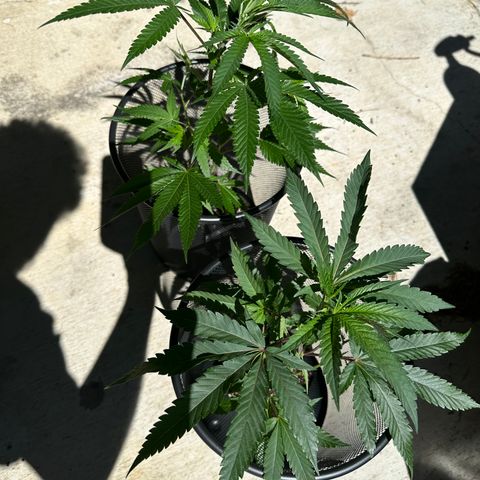 GG4 (KoKo) growlog in Indoor Tent