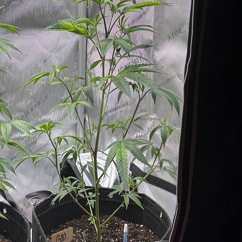 Runtz (Lillian) growlog timeline photo