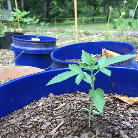 The Cheese growlog timeline photo