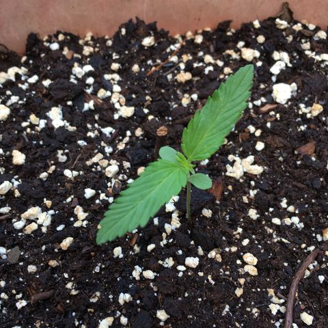 Alaska 47 auto growlog timeline photo