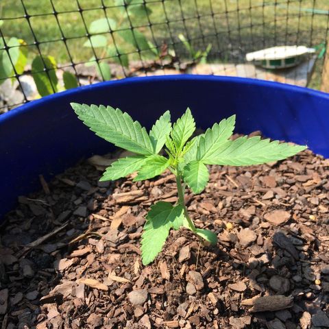 The Cheese growlog timeline photo