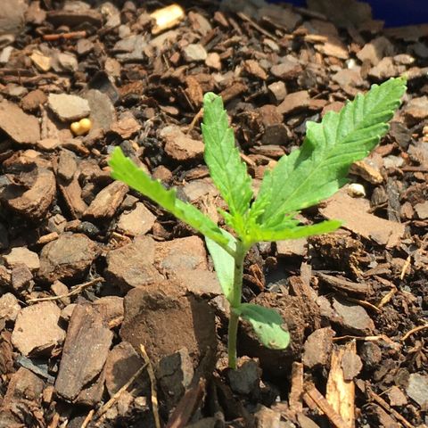 Candy cream auto growlog timeline photo