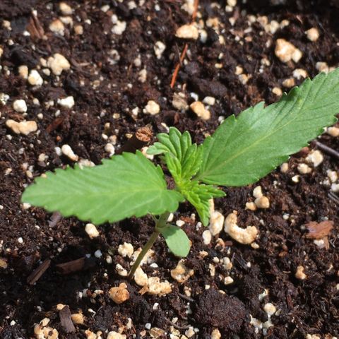 Alaska 47 auto growlog timeline photo