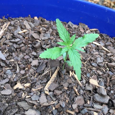 Candy cream auto growlog timeline photo