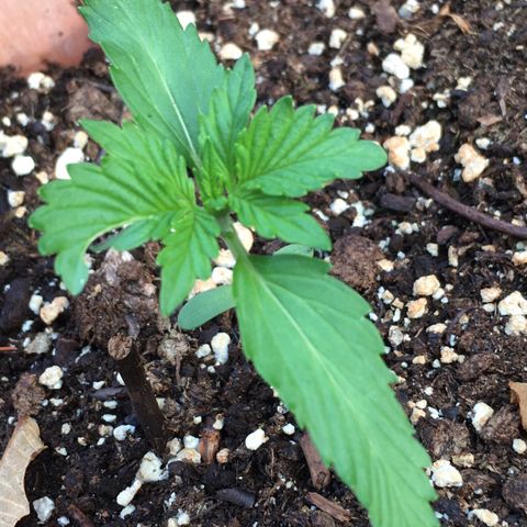 Alaska 47 auto growlog timeline photo