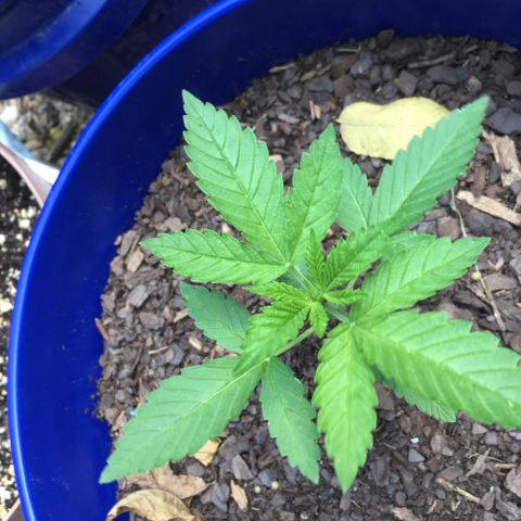 The Cheese growlog timeline photo