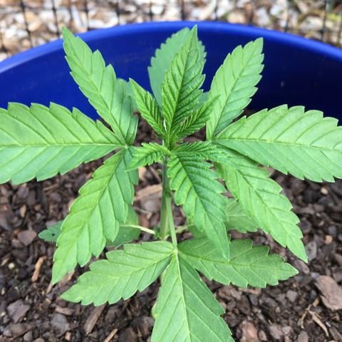 The Cheese growlog timeline photo