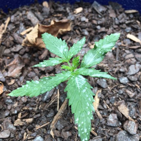 Candy cream auto growlog photo: The white stuff is sulfur powder residue 