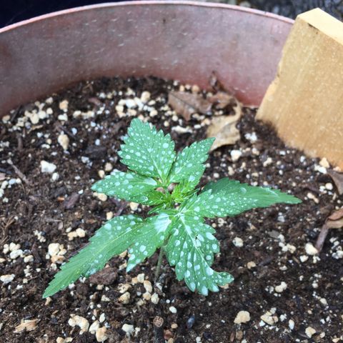 Alaska 47 auto growlog photo: The white stuff is sulfur powder residue 