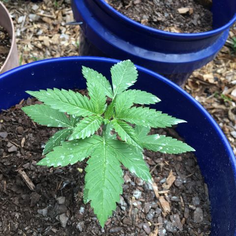 The Cheese growlog photo: The white spots are sulfur powder residue 