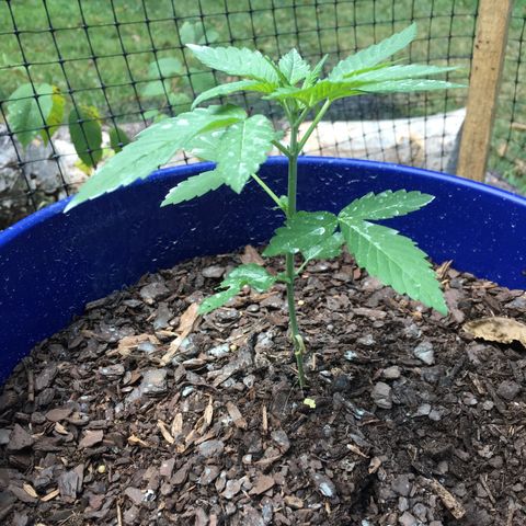 The Cheese growlog photo: The white spots are sulfur powder residue 
