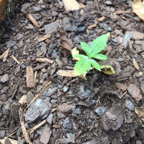 The Cheese growlog photo: The white spots are sulfur powder residue 