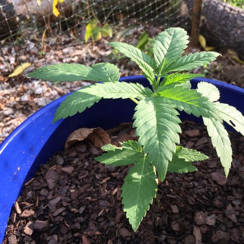 The Cheese growlog timeline photo