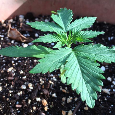 Alaska 47 auto growlog timeline photo