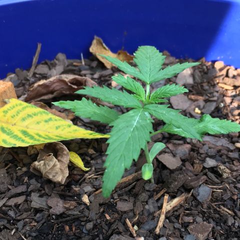 Candy cream auto growlog timeline photo