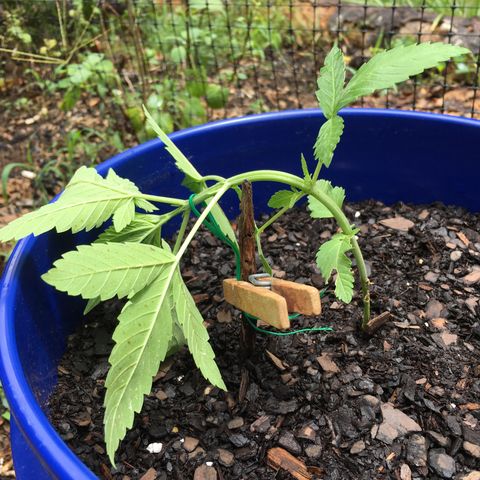 The Cheese growlog timeline photo