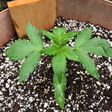Alaska 47 auto growlog timeline photo