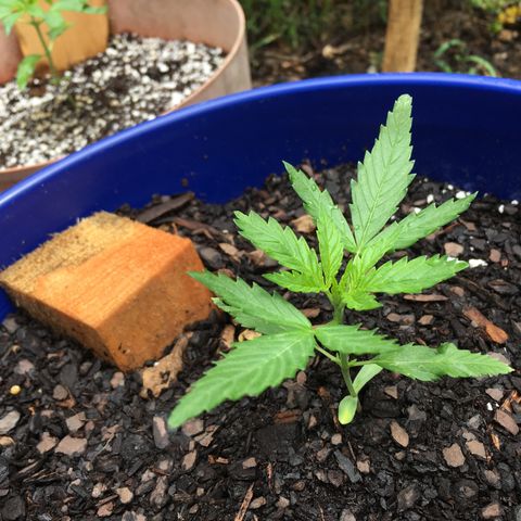 Candy cream auto growlog timeline photo