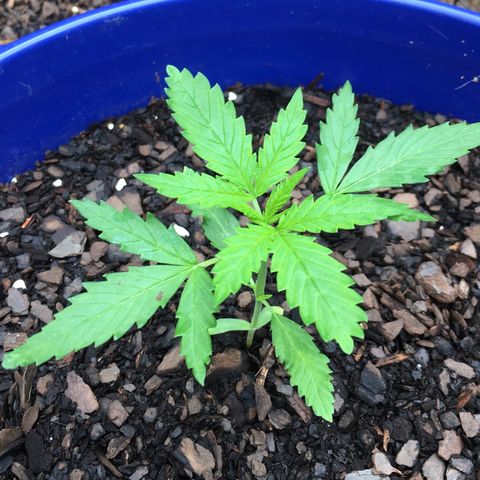 Candy cream auto growlog timeline photo