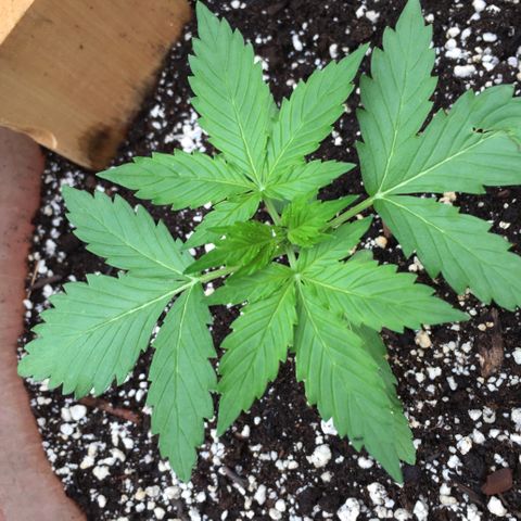 Alaska 47 auto growlog timeline photo