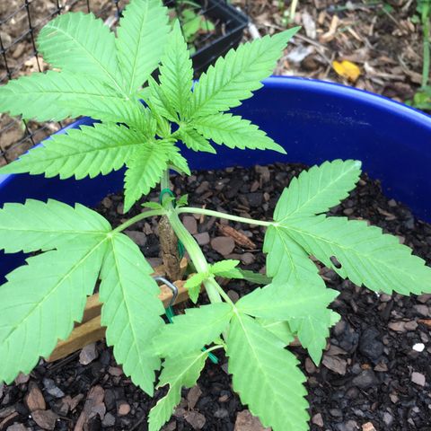 The Cheese growlog timeline photo