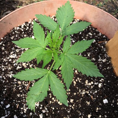 Alaska 47 auto growlog timeline photo