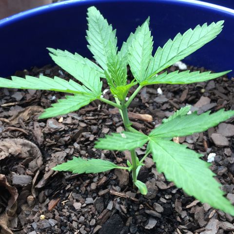 Candy cream auto growlog timeline photo