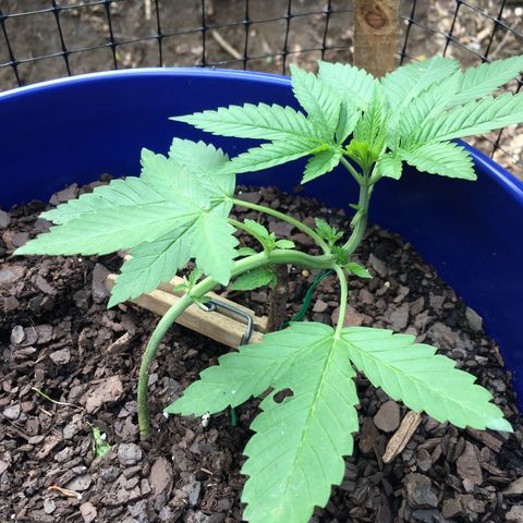 The Cheese growlog timeline photo