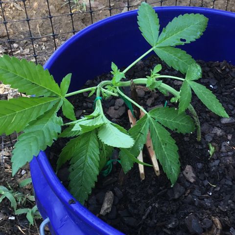 The Cheese growlog timeline photo