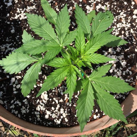 Alaska 47 auto growlog timeline photo