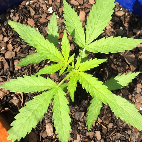 Candy cream auto growlog timeline photo