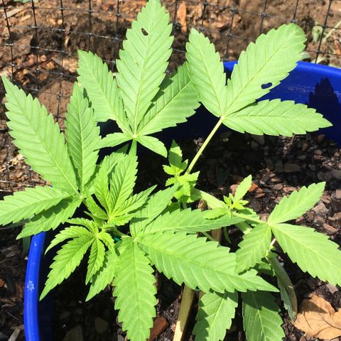 The Cheese growlog timeline photo