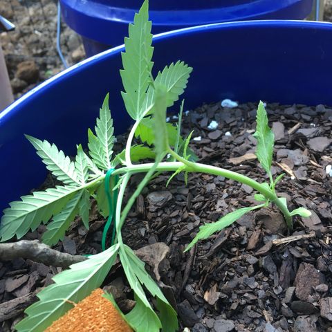 Candy cream auto growlog timeline photo