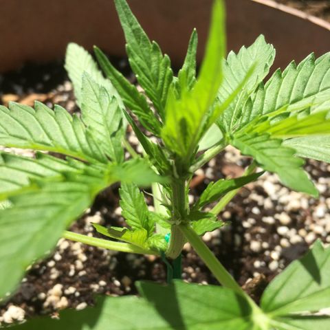 Alaska 47 auto growlog timeline photo