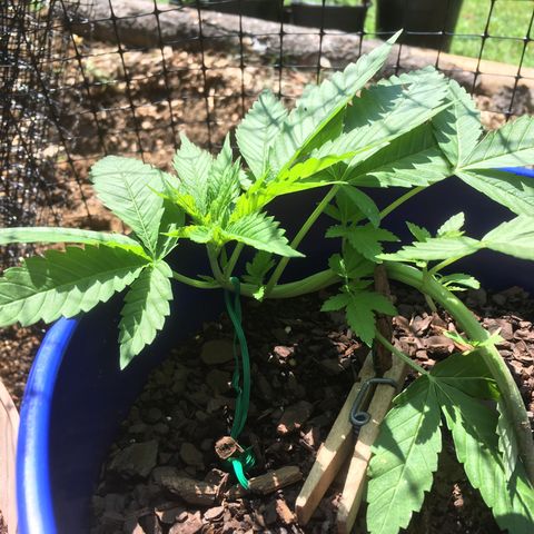 The Cheese growlog timeline photo