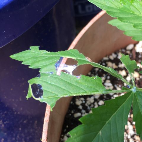 Alaska 47 auto growlog timeline photo