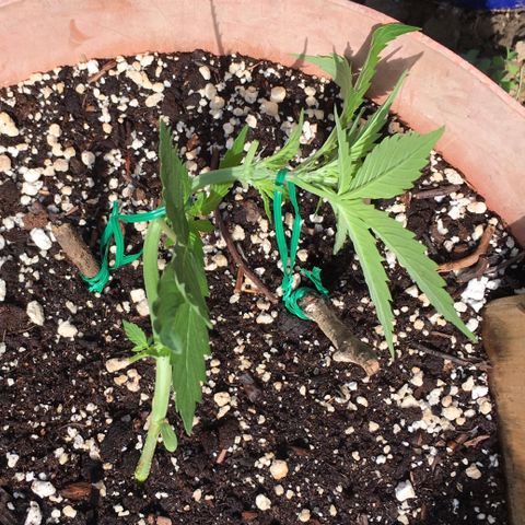 Alaska 47 auto growlog timeline photo