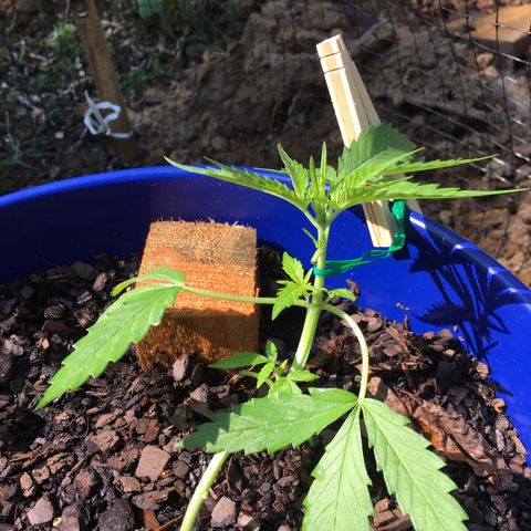 Candy cream auto growlog timeline photo