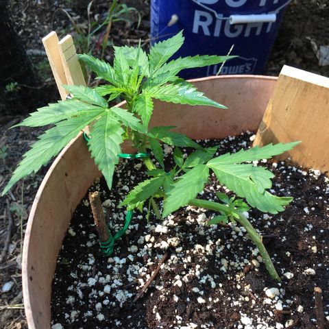 Alaska 47 auto growlog timeline photo