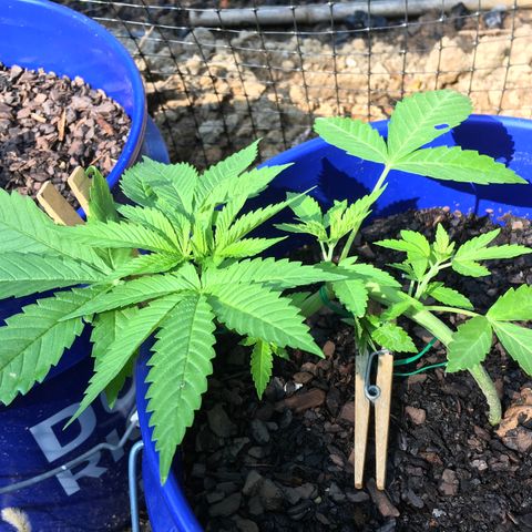 The Cheese growlog timeline photo