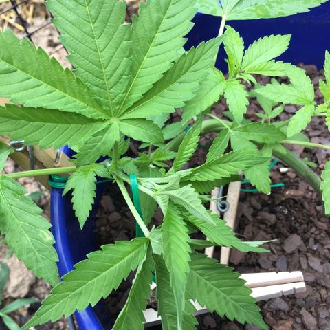 The Cheese growlog timeline photo