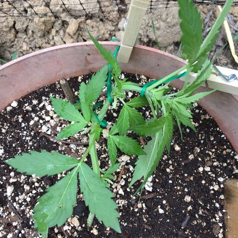 Alaska 47 auto growlog timeline photo