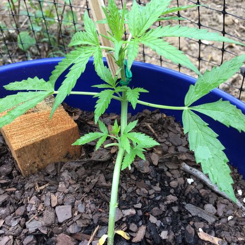 Candy cream auto growlog timeline photo
