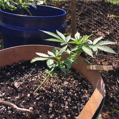Alaska 47 auto growlog timeline photo